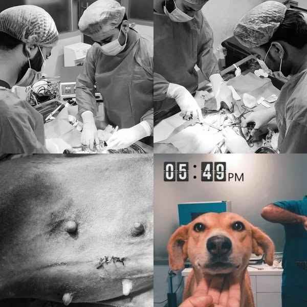 Pet Village Animal Hospital