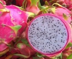 MTF Produce – Premium Wholesale Tropical Fruits & Vegetables
